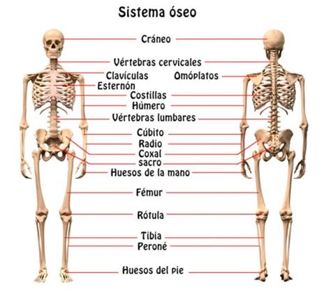 Aparato locomotor sus partes y funcionamiento con imágenes