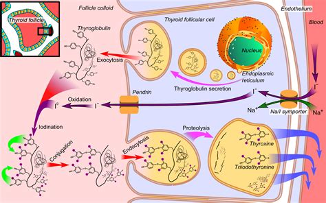 Production Of Thyroid Hormone Jeffrey Dach Md