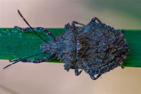 How to Get Rid of Stink Bugs in Southern Ontario - Pest & Wildlife
