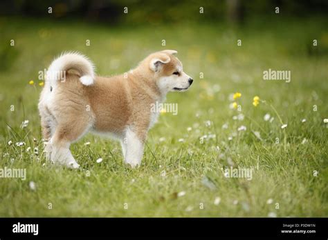 Akita Inu puppy Stock Photo - Alamy