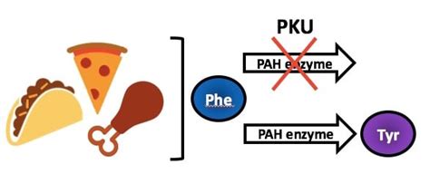 Phenylketonuria Pku Lurie Childrens