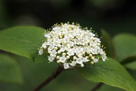 Wolliger Schneeball Viburnum Lantana Pflege Und Schneiden