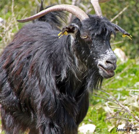 Anatolian Black Goat Project Noah