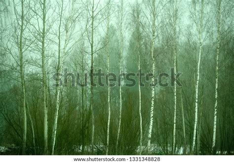 Naked Birch Trees Heavy Mist Countryside Stock Photo 1331348828 Shutterstock