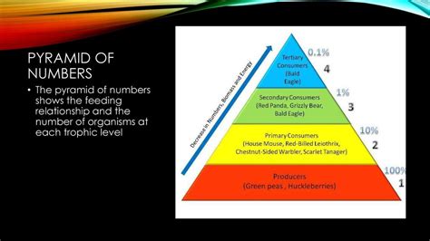 Temperate Deciduous Forest Energy Pyramid