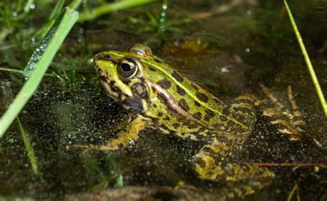 gambar alam musim panas margasatwa hijau duduk katak amfibi