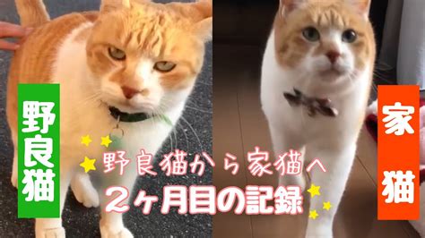 【野良猫から家猫へ】2ヶ月目の記録｜元野良猫だったチャチャの表情が激変【from Stray Cat To Domesticated Cat