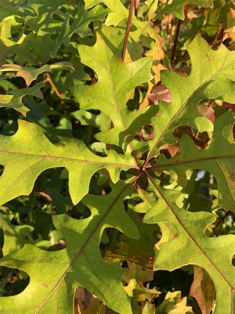 Overcup Oak Chestnut Hill Nursery