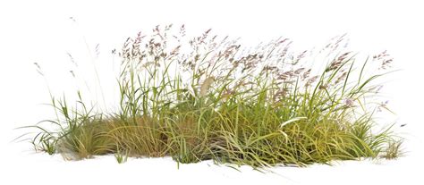 Switchgrass Images – Browse 930 Stock Photos, Vectors, and Video ...