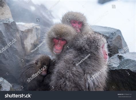 Japanese Snow Monkeys Bathing Hot Spring Stock Photo Shutterstock