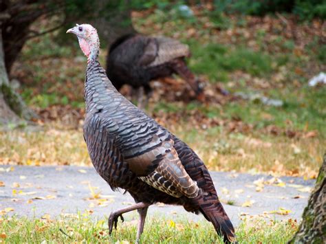 Дикая индюшка :: Lens: Olympus M.Zuiko Digital ED 40-150 mm f/ 4.0-5.6 ...