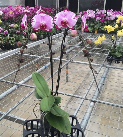 Dtps Jiuhbao Graphic Welcome To Orchid Cultivators