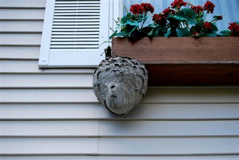 How to identify hornet's nest around you’re home - Wasp Removal Toronto