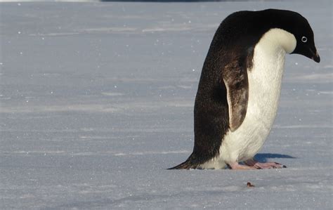 Pingüino Adelia | Datos, fotos y más sobre Pingüino Adelia