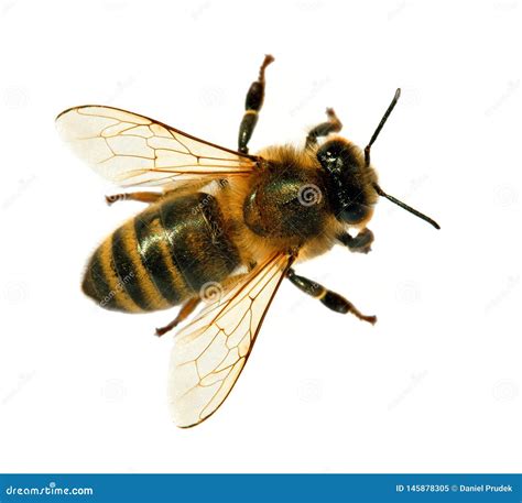 Bee Or Honeybee Or Honey Bee Isolated On The White Stock Image Image