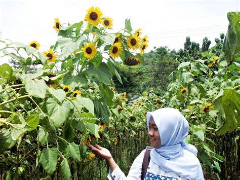 √stand By Me Kebun Bunga Matahari Kediri Anggita Ramani Eco Mom