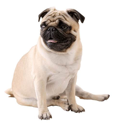 Pug Png Transparent Images