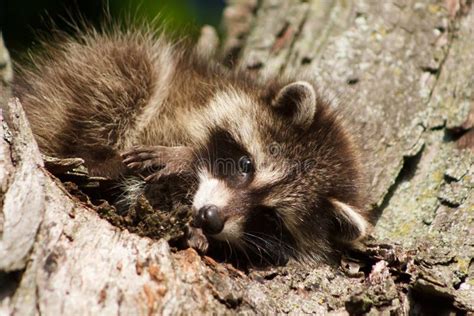 Baby Raccoon stock photo. Image of critter, environment - 41795948