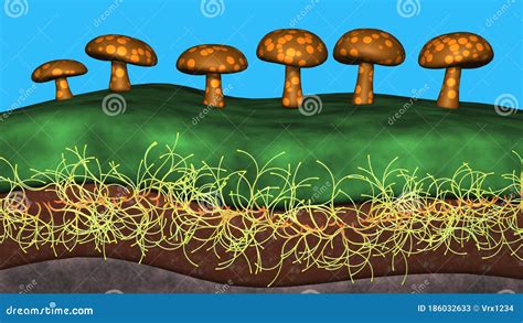 fungal hyphae cells vector illustration cartoondealercom