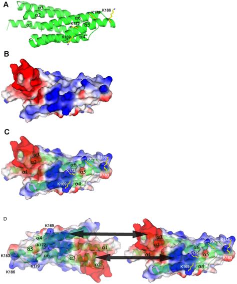 Proposed Ptdins P Binding Site And Dimeric Interface A Ribbon