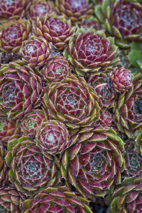 "Hens And Chicks" by Stocksy Contributor "ALAN SHAPIRO" - Stocksy