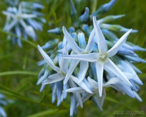 fantasy art and tree chatter of aquariann: Flower Photo: Blue Stars at ...