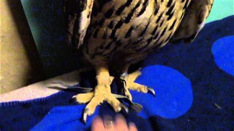 Игра с филином Ёлкой в хваталки. Ёль победила. - YouTube