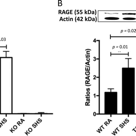 A RAGE MRNA Expression Was Elevated In Lungs From RAGE TG Mice Compared