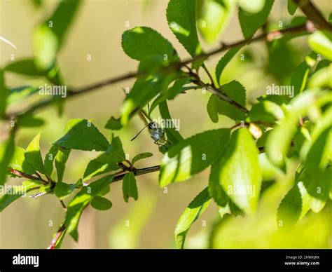 Brown Hairstreak Blackthorn Hi Res Stock Photography And Images Alamy