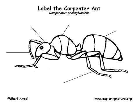 Diagram Diagram Of Ant To Label Mydiagramonline