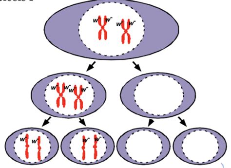 Lecture Sex Linkage Flashcards Quizlet