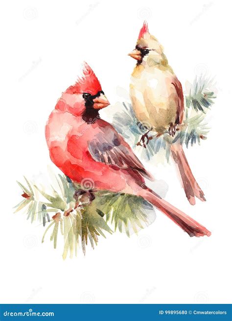 Two Cardinals Birds Male and Female Watercolor Christmas Illustration ...