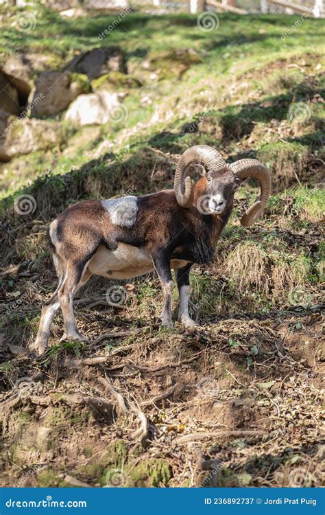 Wild Male Mountain Goat With Big Horns On A Mountain Landscape Stock