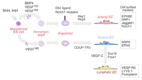 Endothelial Differentiation Along The Arterial Venous And Lymphatic