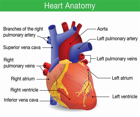 Top 94+ Pictures Images Of The Heart Anatomy Completed