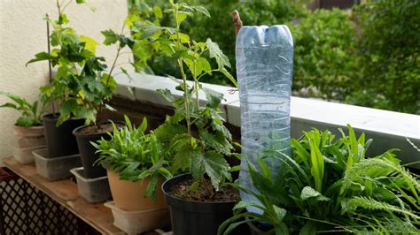 DIY garden watering system ideas to keep plants hydrated | Homes & Gardens