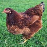 Buckeye Chicken: Eggs, Height, Size and Raising Tips