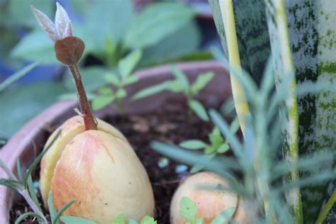 La Forma Correcta De Cultivar Aguacate En Una Maceta