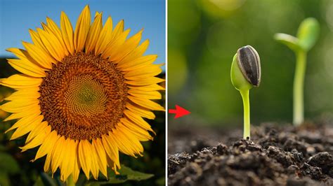 Top 52 Imagen Germinar Girasol Gigante Abzlocal Mx