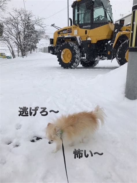 雪のお散歩 まったりポン太