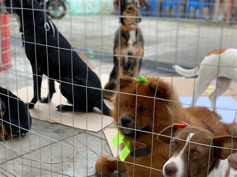 Feira de Adoção garante novo lar para cinco cães em Parobé Rádio