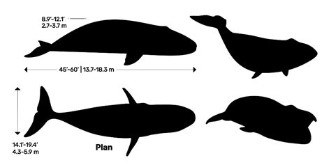 Bowhead Whale (Balaena mysticetus) Dimensions & Drawings | Dimensions.com