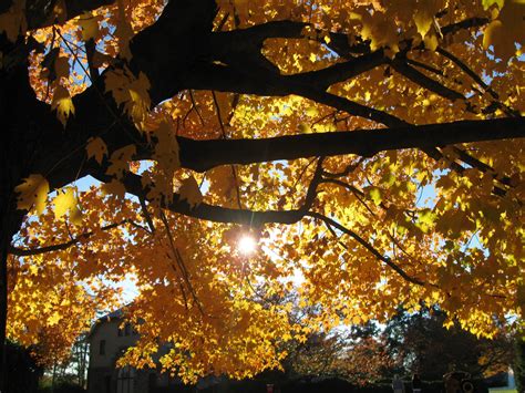 Maymont Park Richmond, VA in the Fall