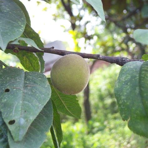 Buy Davids Peach Prunus Davidiana 3 Seeds Online Seeds