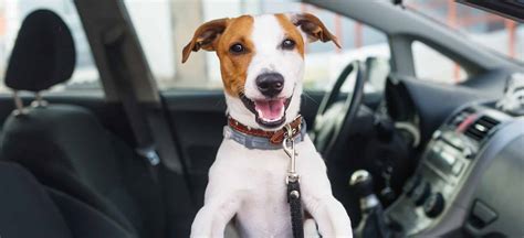 C Mo Transportar A Tu Mascota En El Auto Corredora Generaci N