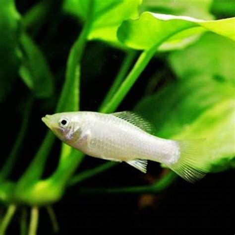 Do fish eat their own fish? - DIY Seattle