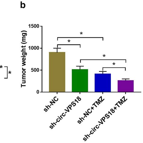 Circ Vps18 Knockdown Inhibits Glioma Resistance To Tmz In Vivo A The