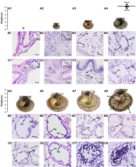 Frontiers Sexual Development Of The Hermaphroditic Scallop Argopecten