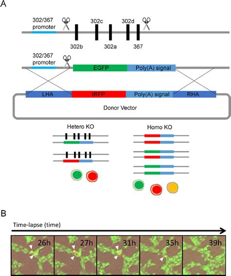 Visualization Of Homozygous Hsa Mir Knockout Cells A