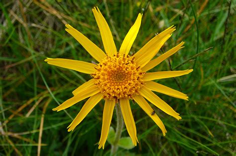 Арника цветок фото и описание